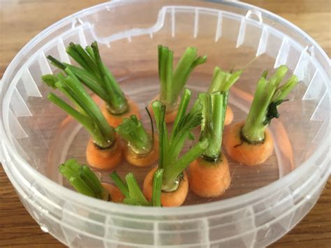 You Can Regrow Greens From Carrot Top Scraps And Potentially Collect