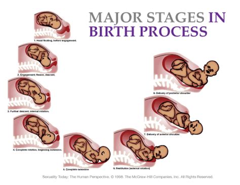 Dredwin Birth Process