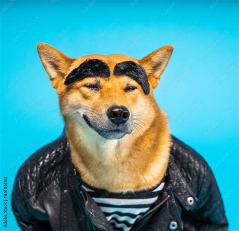 Funny dog Shiba Inu in leather jacket and striped t-shirt with wide ...