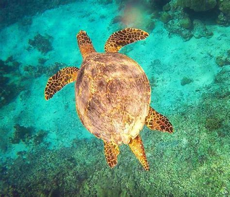 Snorkelling With Turtles In Gili Trawangan Bali The Ultimate Guide