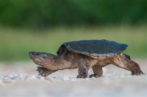 Snapping Turtle on the Move | Sean Crane Photography