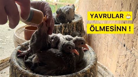 YAVRU GÜVERCİN BESLEME TAKVİYE YAVRU HAPI Taklacı Güvercin Oyunkuşu