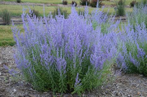 Perovskia Atriplicifolia Blue Jean Baby Russian Sage From Belmont Nursery