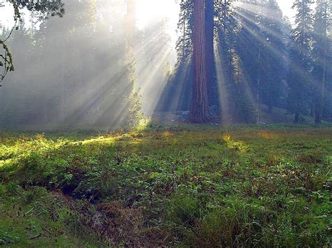 Free picture: rays, meadow