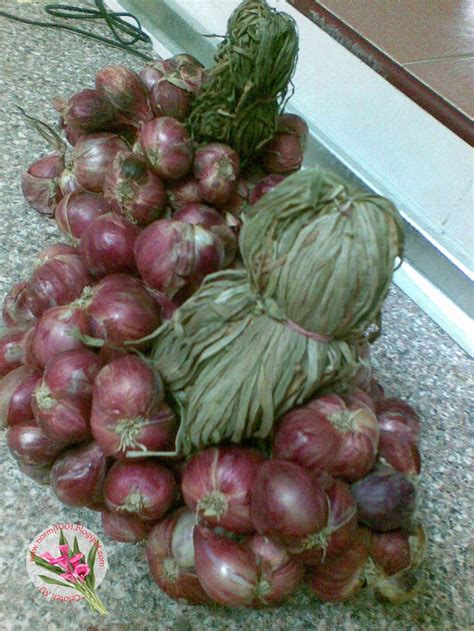 penah tengok tak pokok bawang merah celoteh mj