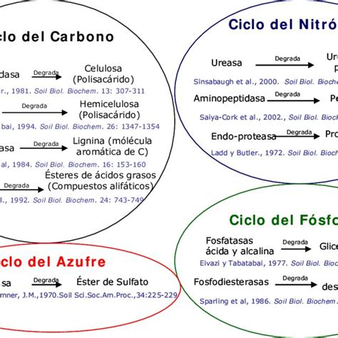 Ejemplos de Actividades enzimáticas relacionadas con los ciclos del C