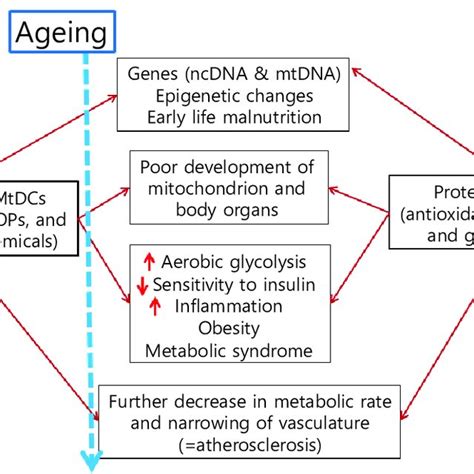 Concepts Of The Endocrine Disrupting Chemical Edc Induced