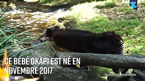 Naissance rare d un bébé Okapi Vidéo Dailymotion