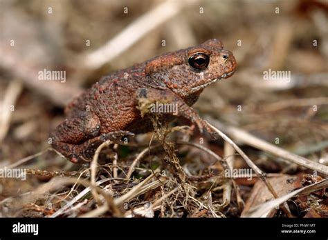 Common Toad Bufo Bufo Small First Year Toad On Forest Floor Stock