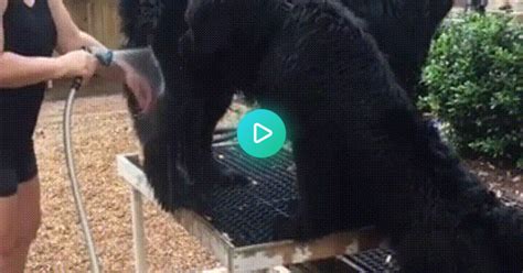 Dont Bite The Hand That Feeds Bite The Water  On Imgur