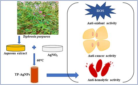 Phyto‐synthesis Of Silver Nanoparticles From Tephrosia Purpurea And Its In‐vitro Biogenic