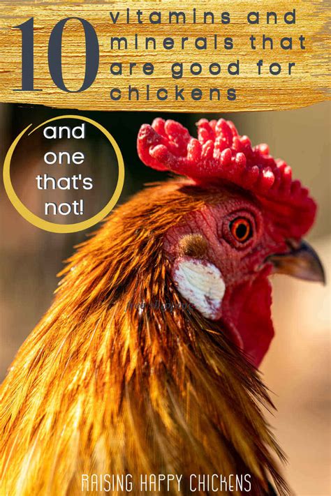 Foods High In Vitamin E For Chickens At Marianne Cochrane Blog