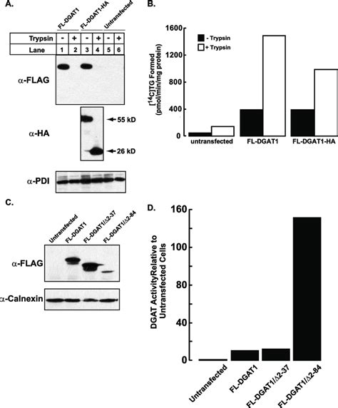 Stimulation Of Dgat In Vitro Activity In The Absence Of Its N