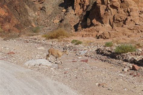 Ibex Goats stock image. Image of highland, hooved, curved - 20857763