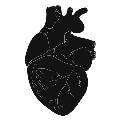 Premium Vector Human Heart Silhouette Vector Illustration