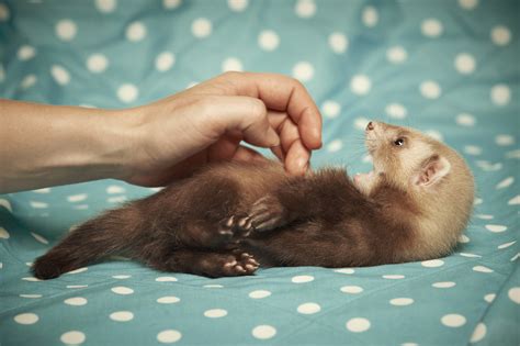 Ferret Mustela Putorius Furo Information And Facts