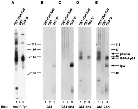 Gst Csk And Gst Csk Sh Bind Directly To Gap A P In An Overlay Assay