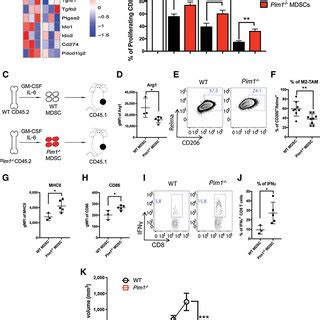 Pim Is Required For The Immunosuppressive Phenotype Of Mdscs A