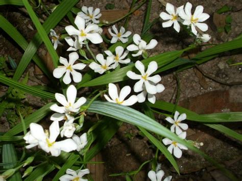 Flora Da Serra Ra Zes Da Mantiqueira Procura Se