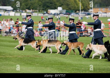 RAF police dogs demonstration of crowd control Stock Photo - Alamy