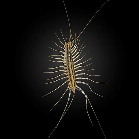 Discover House Centipede: Lifecycle, Diet, Facts, and More | BugBrief