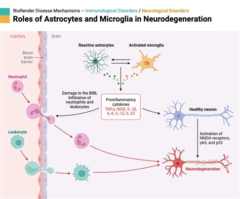 Roles Of Astrocytes And Microglia In Neurodegeneration Biorender Science Templates