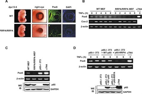 Expression Of Pax Gene Was Diminished By Rrpa Mutant Protein A