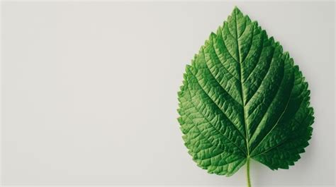 Premium Photo | Single Green Leaf