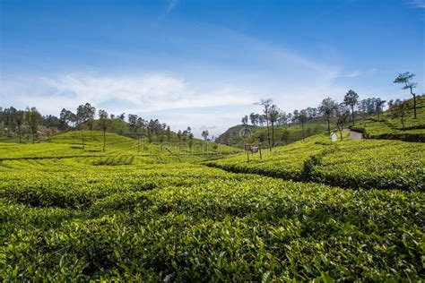 Tea Plantation in Sri Lanka Editorial Image - Image of mist, lanka: 109212330