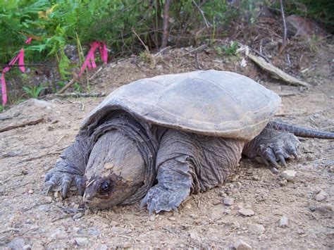 Not Buying Anything Snapping Turtle Nest