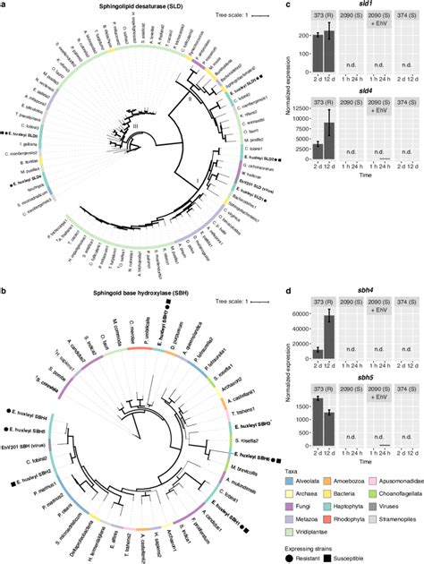 Phylogenetic Analysis And Gene Expression Patterns Of Slds And Sbhs In