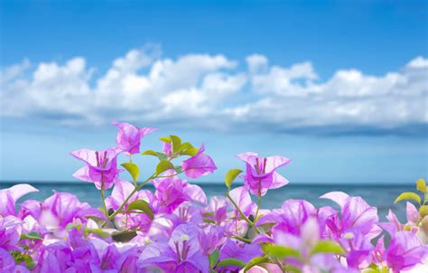 Tropical Beach Flowers Photography Wallpaper | Wide Wallpapers