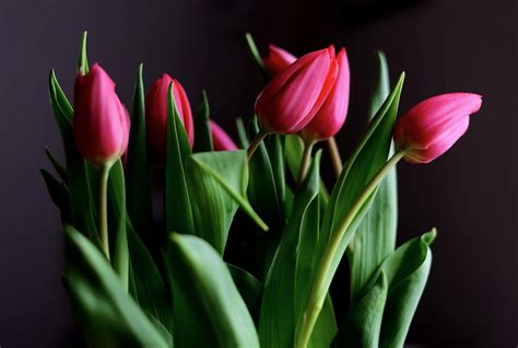 Bunga Tulip Merah Muda