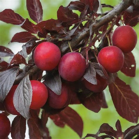 Krauter Vesuvius Purple Leaf Plum Tree Unique And Tasty Cherry Plum Live Plant Ebay