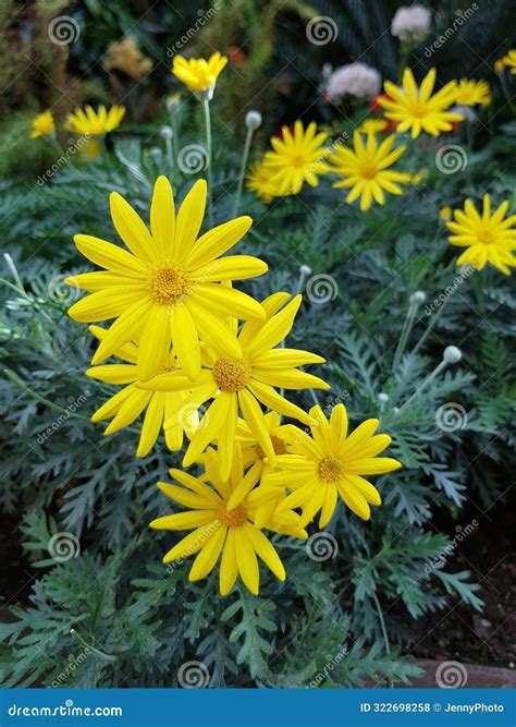 Yellow Cape Daisy Bush with Leaves Background Stock Photo - Image of