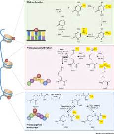 Emerging Role For Methylation In Multiple Sclerosis Beyond DNA Trends