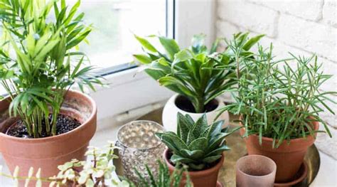 Best Houseplants For Beginners Simplify Gardening