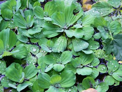 Water Lettuce Pond Plants | RFI