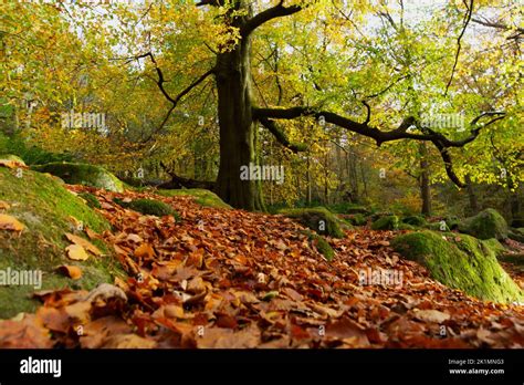 Autumn in Padley Gorge, Peak District National Park, England, UK Stock ...