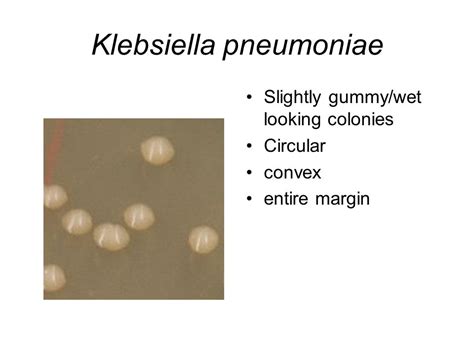 Klebsiella Pneumoniae Colony Morphology