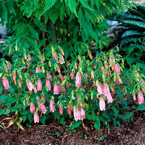 Campanula ‘Pink Chimes’ | TERRA NOVA® Nurseries, Inc.