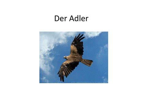 Der Adler. - ppt herunterladen