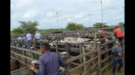 Preços Do Gado No Curral E Vacas Leiteiras Na Feira De Tabira Pe 2703