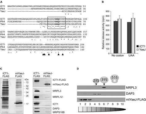 Frontiers Overcoming Stalled Translation In Human Mitochondria