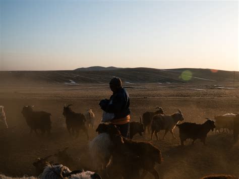 The Deadly Winters That Have Transformed Life For Herders In Mongolia