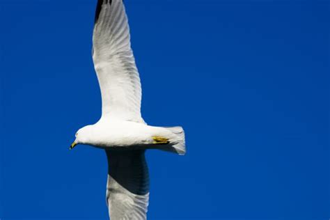 Free Images Sea Horizon Bird Wing Sky White Number Isolated