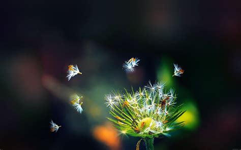 Download Dandelion Seeds Wallpaper - GetWalls.io