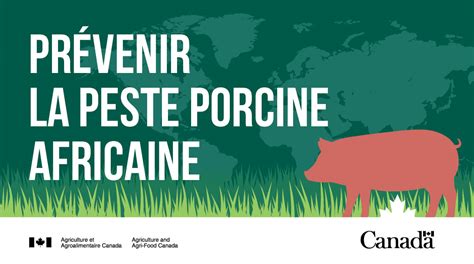 Peste Porcine Africaine Le Gouvernement Du Canada Annonce 45 3 M