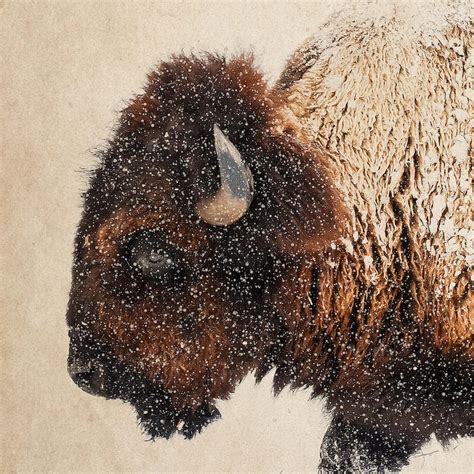 Bison Wall Art Buffalo Print Bison Photography Bison Photo - Etsy