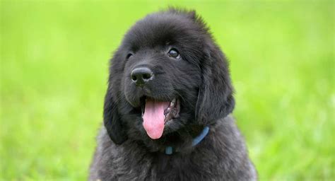 Newfoundland Dog Names – Great Ideas for Your New Pup